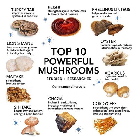 A QUICK GUIDE TO 8 Adaptogenic Mushrooms | Stuffed mushrooms, Food, Healing food