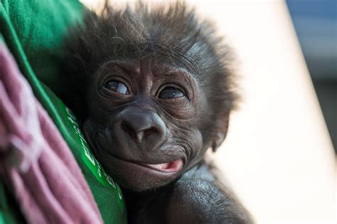 Bristol Zoo’s baby gorilla is now six weeks old and getting stronger by ...