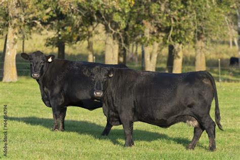 Black Angus Cattle Stock Photo | Adobe Stock