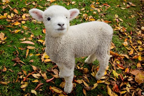 Download Cute Sheep Wallpaper, HD Backgrounds Download - itl.cat