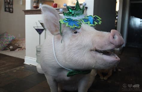 9 Ways Pigs Are Smarter Than Your Honor Student | HuffPost Impact