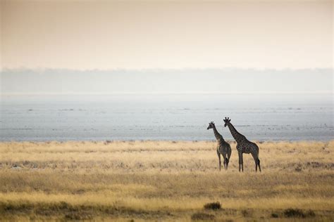 Etosha National Park: Namibia's Wildlife Haven