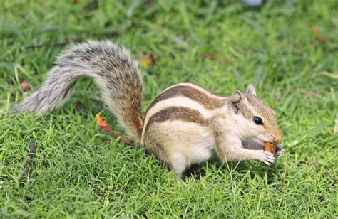 squirrel | Indian palm squirrel, Squirrel, Pet birds