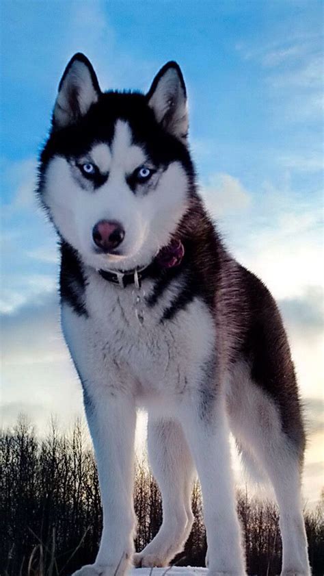 Blue-eyed husky | Dogs, Siberian husky, Beautiful dogs