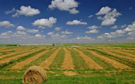 Canadian Prairie Wheat Farms - 1920x1200 Wallpaper - teahub.io