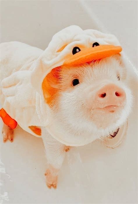 Cute Pigs Wallpaper