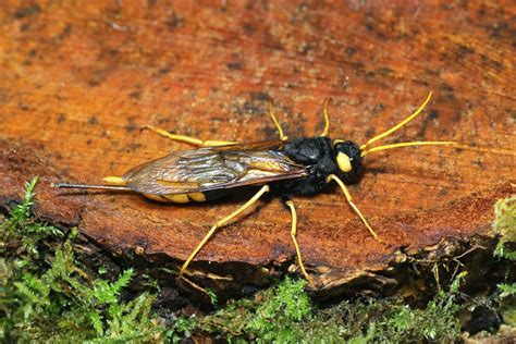 Gower Wildlife: Greater (Horntail) Wood Wasp