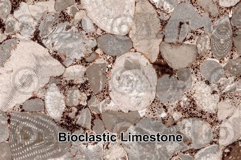 Bioclastic Limestone. Fossil. Thin section. 25X - Bioclastic limestone ...