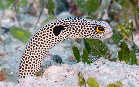 Japan aquarium asks people to video call eels under lockdown — Quartz