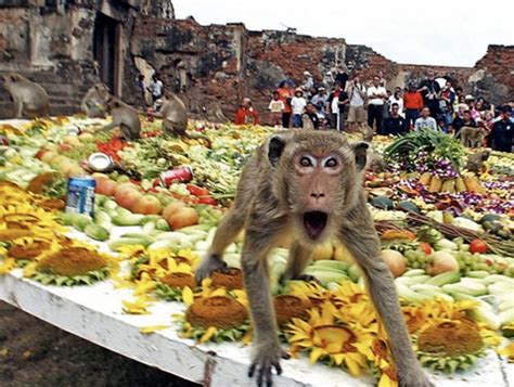 The Bad Monkey Buffet: Lopburi's Problem - US Represented