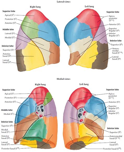 Lung Anatomy & Function - Lung Nodule, Lung Disease and Lung Infection