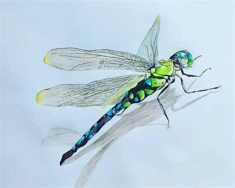 Realistic DRAGON FLY drawing with colour pencils Drawing by Prakash Velpula | Saatchi Art