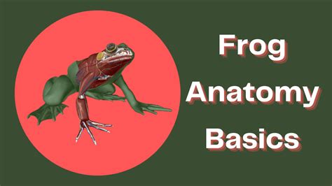 No Frog? No Prob! A 3D Visual Guide to Frog Anatomy