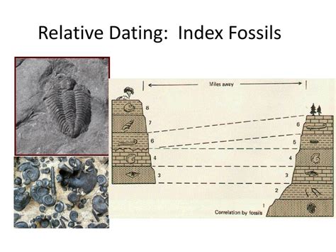 Index Fossils Are Used For __________ Dating – Telegraph