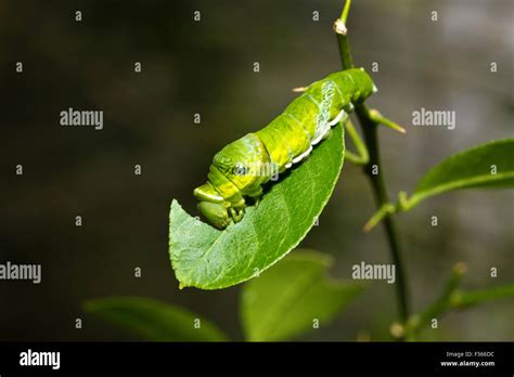 details of papilio machaon caterpillar Stock Photo - Alamy