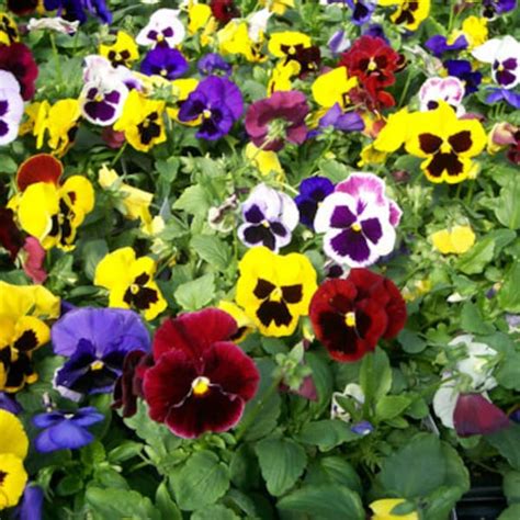 Pansies - Etsy