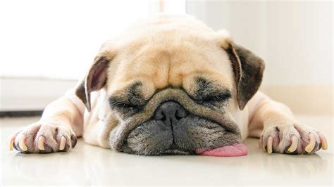 Lethargic Dog: Signs You Need to Call the Vet | Reader's Digest