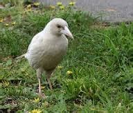 Albino Magpie | BIRDS in BACKYARDS