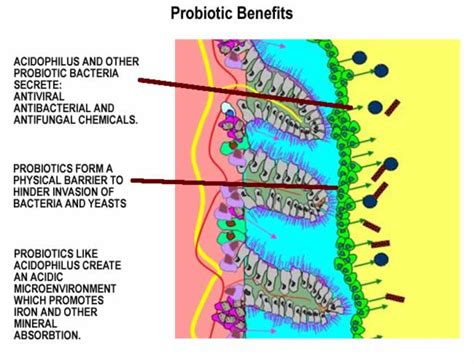 What's a Probiotic? - Probiotics DatabaseProbiotics Database