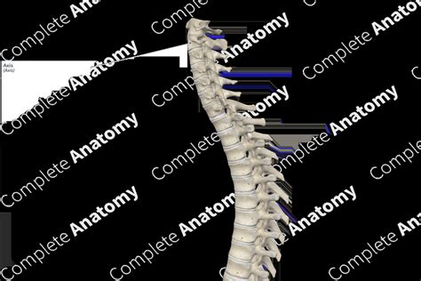 Axis | Complete Anatomy