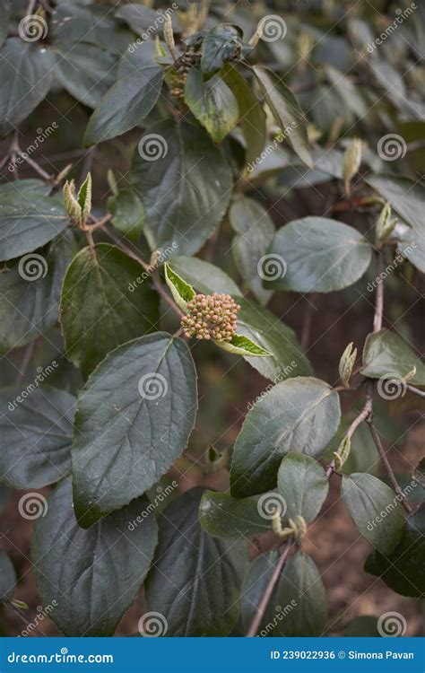 Viburnum Carlesii Shrub in Bloom Stock Photo - Image of flora, foliage ...