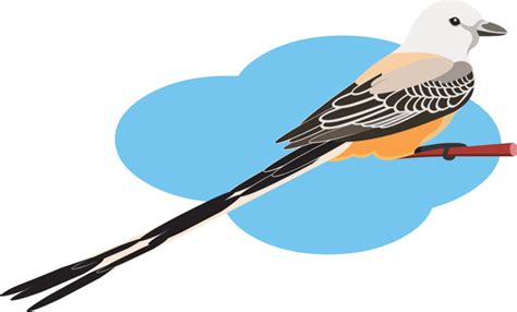 Bird Clipart Clipart - scissor-tailed-flycatcher-clipart - Classroom ...