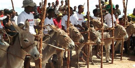 The African Town Where Donkey Racing is Highly Reverence - MOMO AFRICA