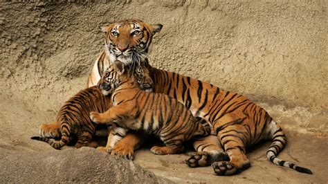 Tiger Mom Wallpapers - Wallpaper Cave