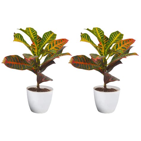 Buy Croton Petra Plant With Pot ( Pack Of 2 ) | Croton Petra Indoor Plant | ₹699.00 - Plant A ...