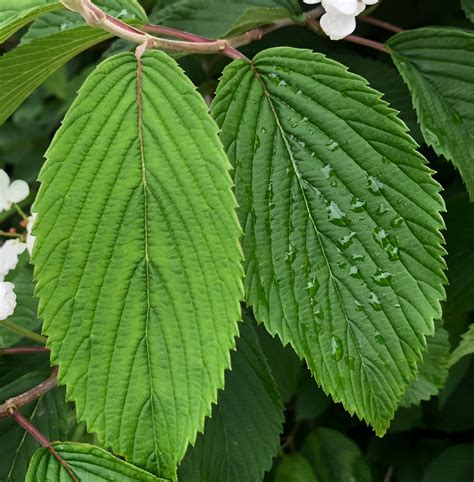 Doublefile Viburnum | UMass Amherst Greenhouse Crops and Floriculture ...