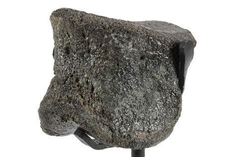 1.8" Fossil Hadrosaur Phalanx Bone w/ Metal Stand - Texas (#243657) For ...