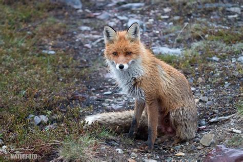 Fox Photos, Fox Images, Nature Wildlife Pictures | NaturePhoto