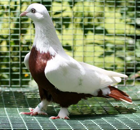 195 best images about Domestic Pigeons on Pinterest | English, Pigeon pictures and Oriental