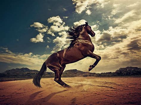 HD wallpapers desktop horse free - beautiful desktop wallpapers 2014