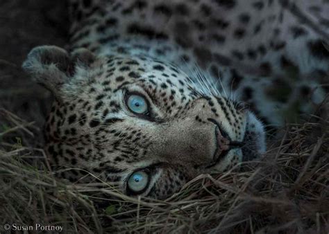 How to Take Amazing Wildlife Photos on an African Safari