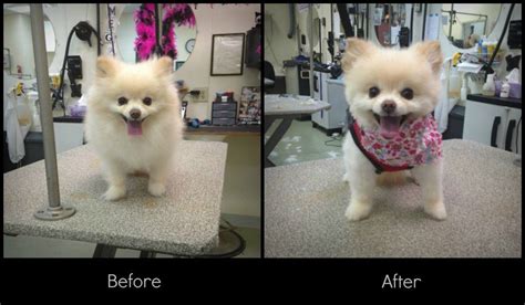 Pomeranian Bear Cut Before And After - Pets Lovers