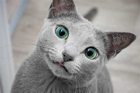 The 10 Cat Breeds With The Coolest Green Eyes