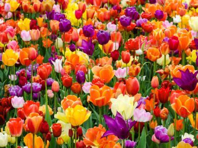 Getting Tulips To Bloom Every Year - Reasons And Fixes For Non ...