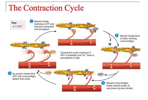 Muscle Contraction Cycle | Basic anatomy and physiology, Muscular system anatomy, Muscle contraction