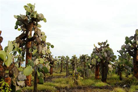 Photo of the Day: Opuntia Cactus Forest