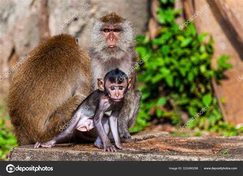 Beautiful Shot Monkey Family Jungle Mother Father Monkeys Protecting Baby Stock Photo by ...