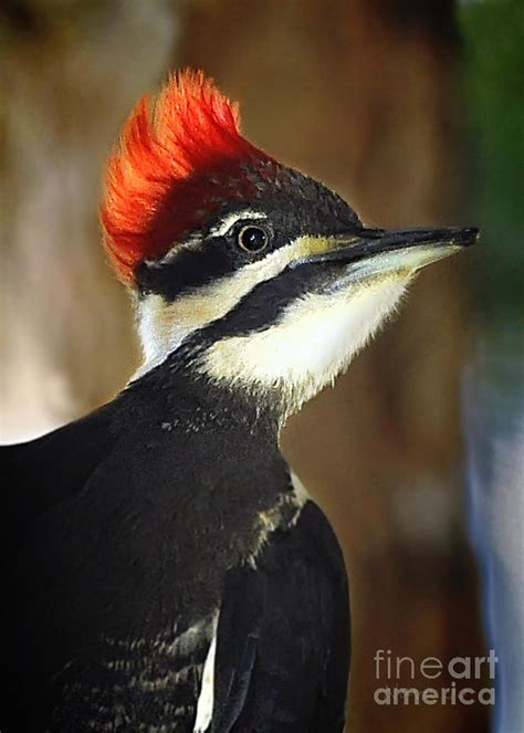 The Real Woody Woodpecker Photograph by Nava Thompson