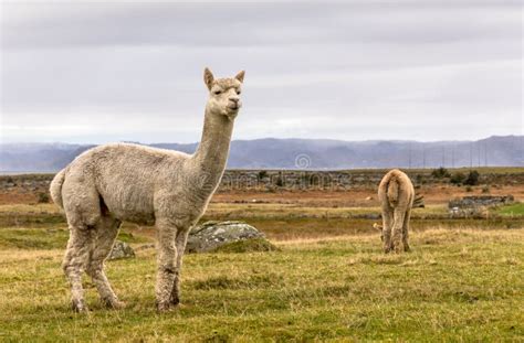 Alpacas, Vicugna Pacos, In The Beautiful Landscape Of Lista, Norway ...