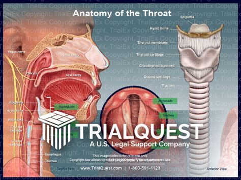 Drab Throat Anatomy Free Photos - Www