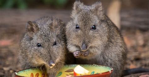 Potoroo - A-Z Animals