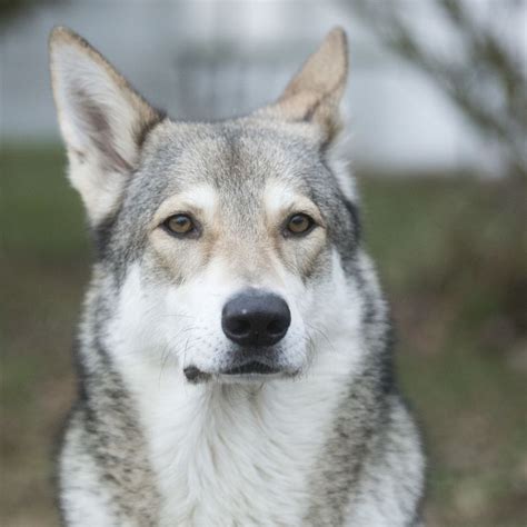 Best Wolfish Dog Breeds the Whole Family Will Adore (Including Grandma) | Wolf dog breeds, Dog ...