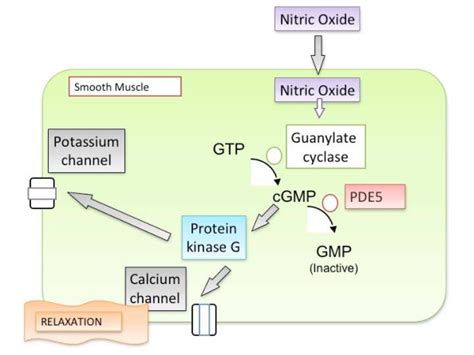 The mechanism of action for PDE5. | Download Scientific Diagram