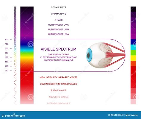 Light Spectrum Color Electromagnetic Wavelength Radiation Prism Line, Visible Spectrum Vector ...