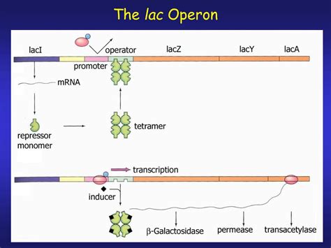 PPT - Molecular Mechanisms of Gene Regulation: The Operon (Ch7 ...