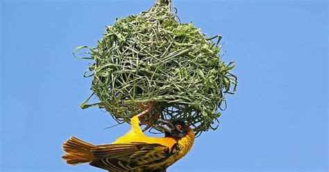 How Birds Nest | Psychology Today New Zealand